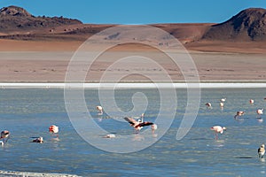 Altiplanic Laguna, Salty Lake, with flamingos, among the most important travel destination in Bolivia