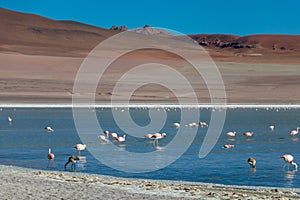 Altiplanic Laguna, Salty Lake, with flamingos, among the most important travel destination in Bolivia