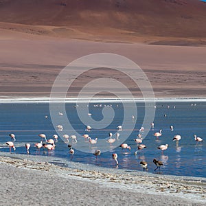 Altiplanic Laguna, Salty Lake, with flamingos, among the most important travel destination in Bolivia