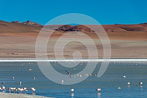 Altiplanic Laguna, Salty Lake, with flamingos, among the most important travel destination in Bolivia