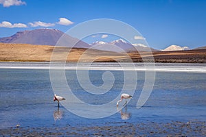 Pink flamingos in altiplano laguna, sud Lipez reserva, Bolivia