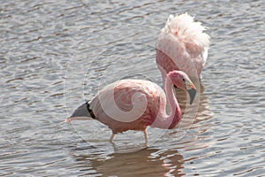 Pink Flamingos Atacama Desert Putana River