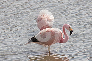 Pink Flamingos Atacama Desert Putana River