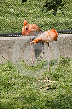 Pink Flamingos