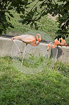 Pink Flamingos