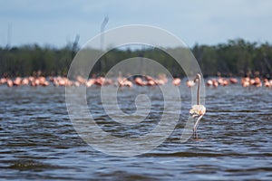Pink flamingos at bigi pan