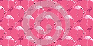 Pink Flamingos bird vector pattern background. photo