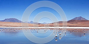 Pink flamingos in Bolivia, nature and wildlife