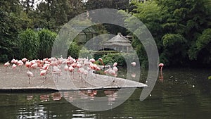 Pink flamingos brid flock in natural zoo park,zoology animals