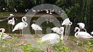 Pink flamingos brid flock in natural zoo park,zoology animals