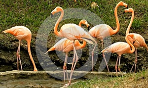 Pink flamingos during a brilliant sunset