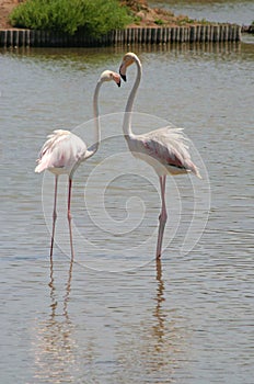 Pink flamingos in Camargue