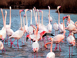 Pink flamingos Camargue National Park, France