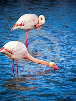 Pink flamingos Camargue National Park, France