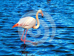 Pink flamingos Camargue National Park, France