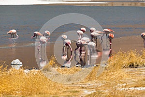 Pink flamingos at Canapa Lagoon, in Bolivia