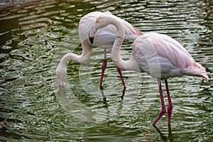 Pink Flamingos in captivity
