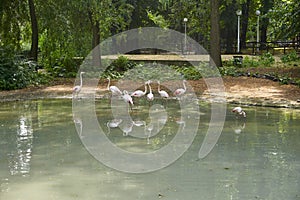 Pink flamingos in a city pond