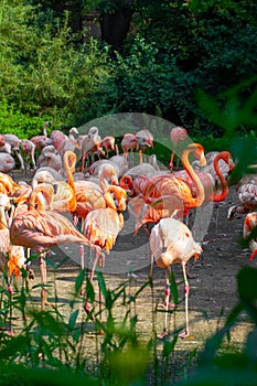 Pink flamingos close-up standing around green trees and bushes in wildlife.