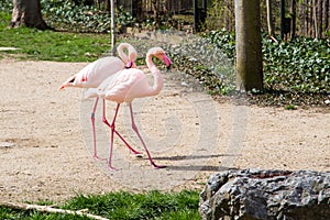 Pink flamingos couple