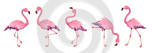 Pink flamingos. Cute flamingo animal exotic nature wild fauna zoo bird beak plumage legs tropical african beach art photo