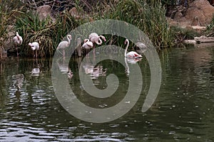 Pink Flamingos and Duck Sharing a Peaceful Pond