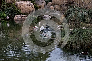 Pink Flamingos and Duck Sharing a Peaceful Pond