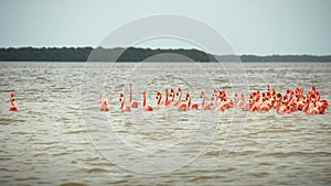 Pink flamingos at the El Corchito ecological reserve photo