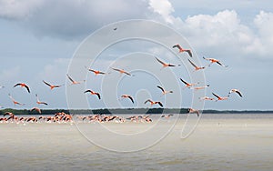 Pink flamingos at the El Corchito ecological reserve photo