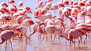 Pink flamingos at exciting lagona colorada Bolivia