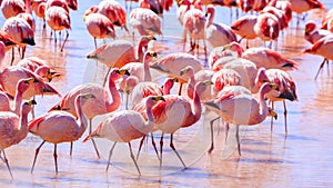 Pink flamingos at exciting lagona colorada Bolivia