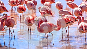 Pink flamingos at exciting lagona colorada Bolivia