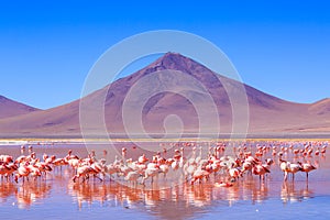 Pink flamingos at exciting lagona colorada scenery in Bolivia