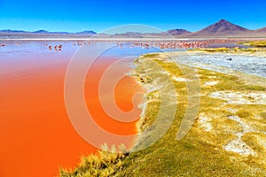 Pink flamingos at exciting lagona colorada scenery in Bolivia