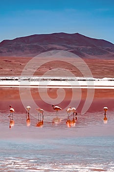 Pink flamingos at exciting lagoon