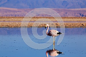 Pink flamingos at exciting Lagoon scenery with reflecion in the water, Bolivia