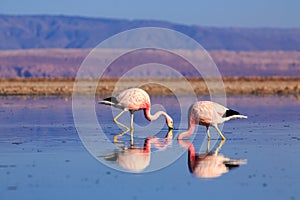 Pink flamingos at exciting Lagoon scenery with reflecion in the water, Bolivia