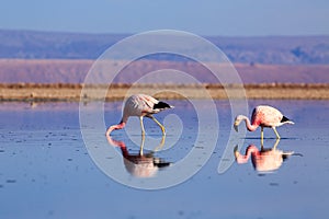 Pink flamingos at exciting Lagoon scenery with reflecion in the water, Bolivia