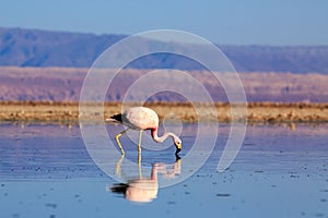 Pink flamingos at exciting Lagoon scenery with reflecion in the water, Bolivia