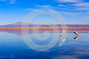 Pink flamingos at exciting Lagoon scenery with reflecion in the water, Bolivia