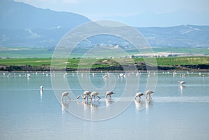 Pink flamingos feeding in the Salt Lake in Larnaca Cyprus in still water photo