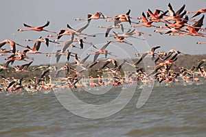 Pink flamingos photo