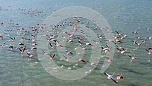 Aerial view of a flock of pink flamingos over de marsh of Santapola, Spain. photo
