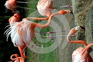 Pink flamingos flock