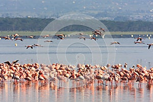 Pink flamingos flock in Nakuru lake. Kenya