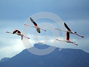 Pink Flamingos flying