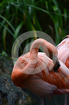 Pink flamingos grooming