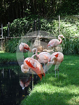 Pink Flamingos Grooming Themselves at a Zoo
