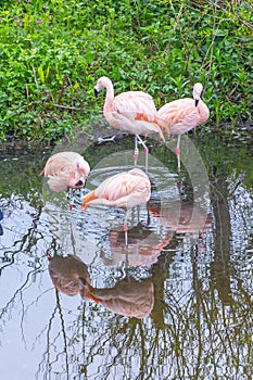 Pink flamingos at Harewood House, an 18th Century Treasure House