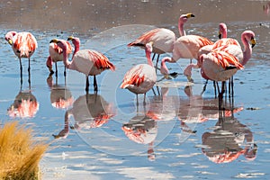 Pink flamingos at Hedionda Lagoon, in Bolivia